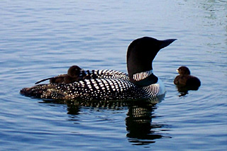 loon2
